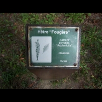 Hetre fougere, Fagus sylvatica Asplenifolia (fam. Fagacees) (Europe) (1)